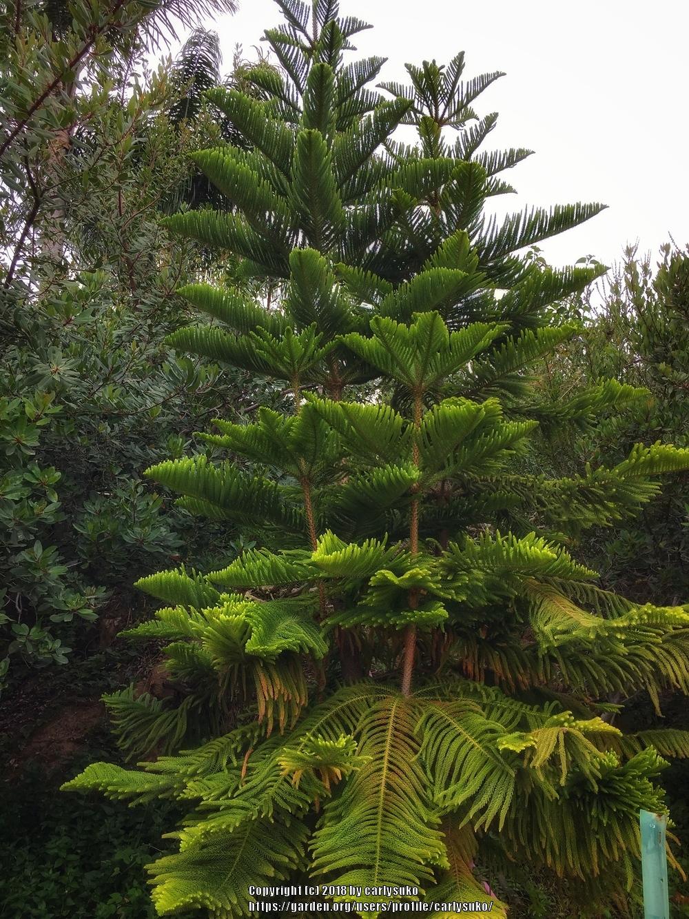 Photo of Norfolk Island Pine (Araucaria heterophylla) uploaded by carlysuko
