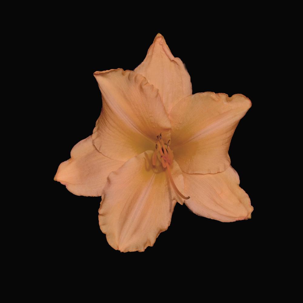 Photo of Daylily (Hemerocallis 'Song of Spring') uploaded by dawiz1753