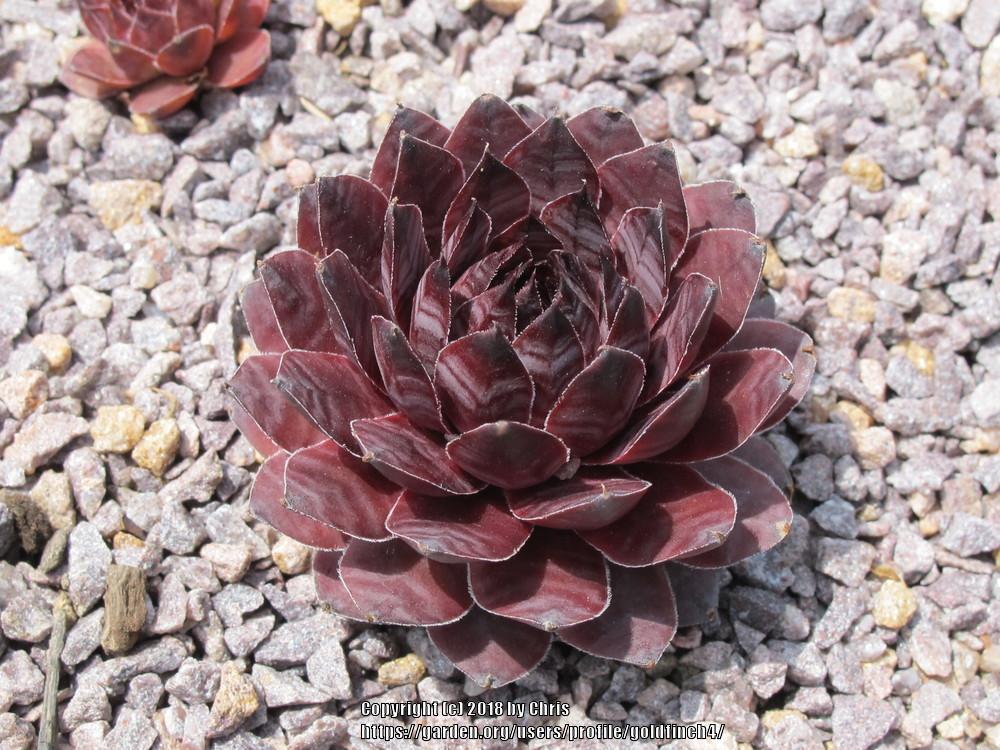 Photo of Hen and Chicks (Sempervivum 'Watermark King') uploaded by goldfinch4