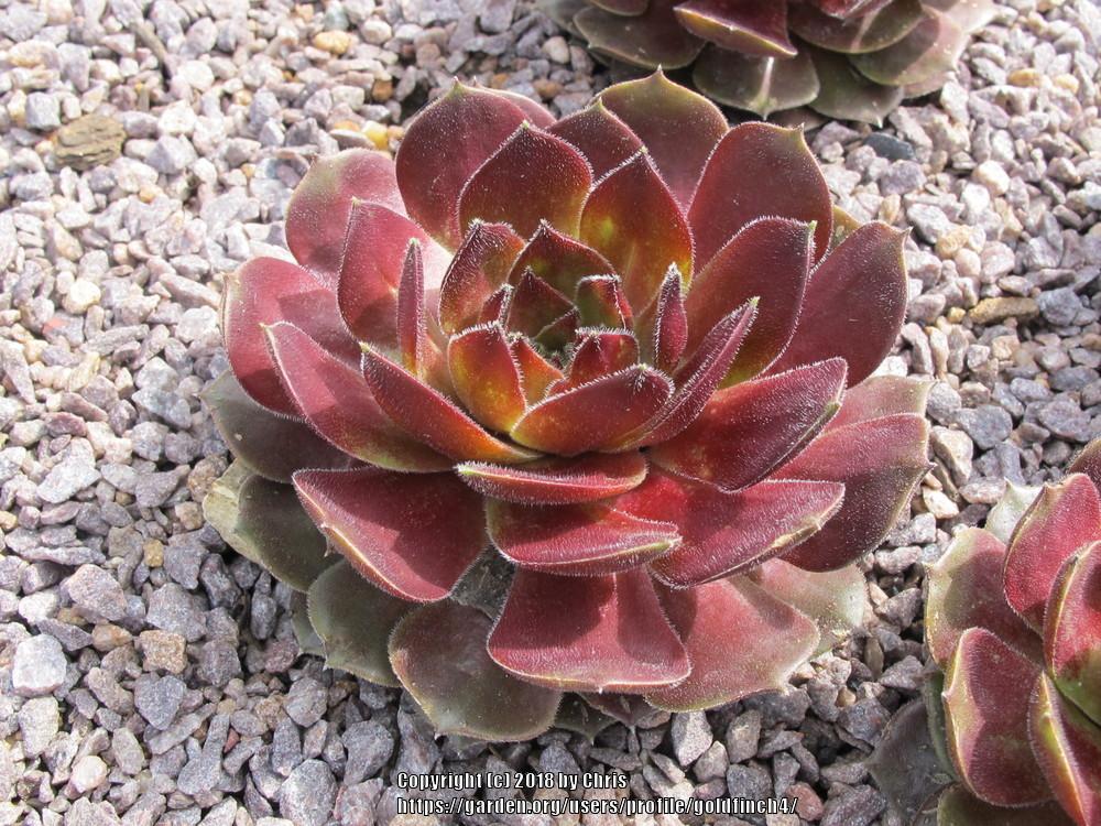 Photo of Hen and Chicks (Sempervivum 'Blush') uploaded by goldfinch4