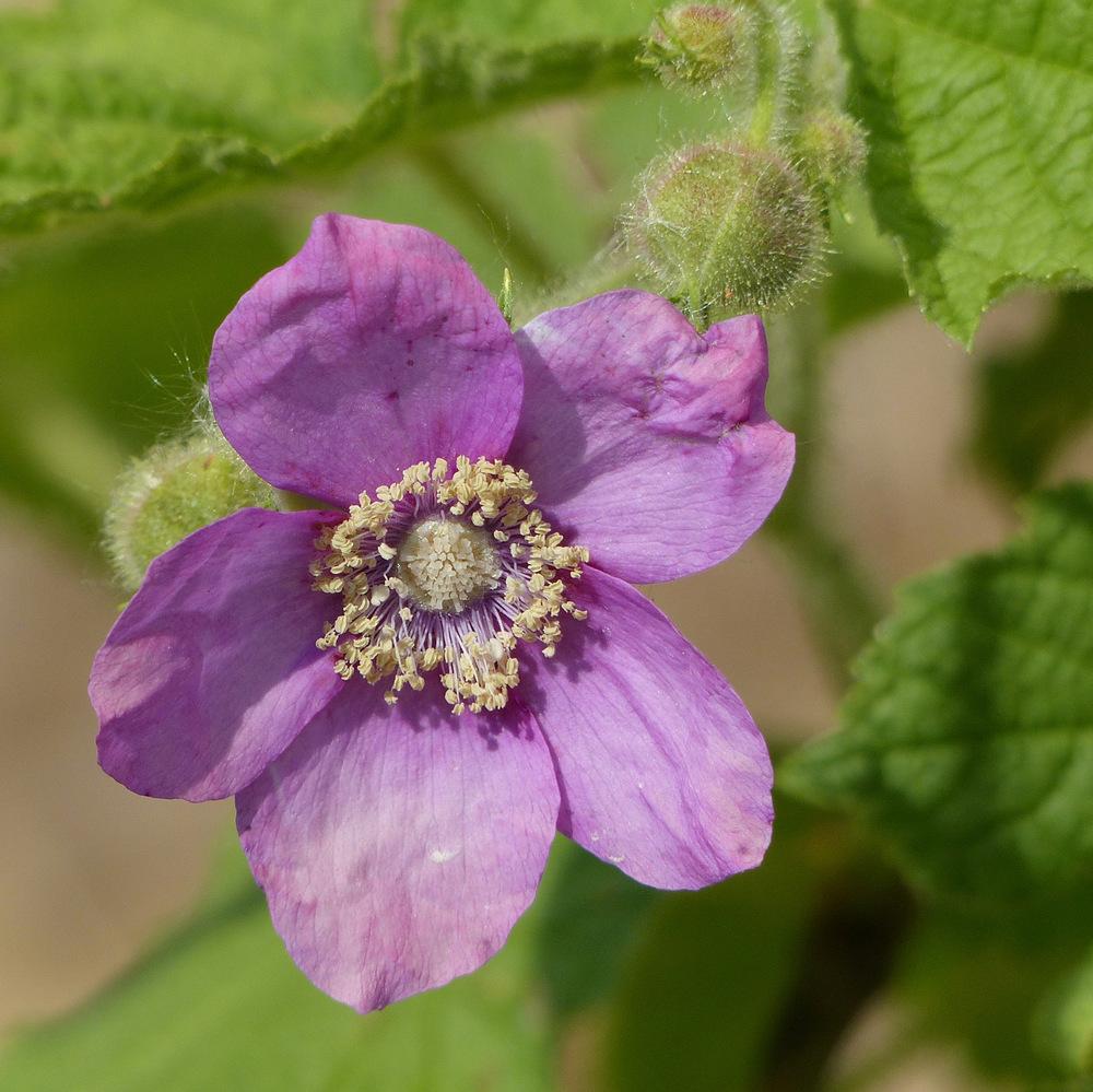 Photo of Purple-flowering raspberry (Rubus odoratus) uploaded by molanic