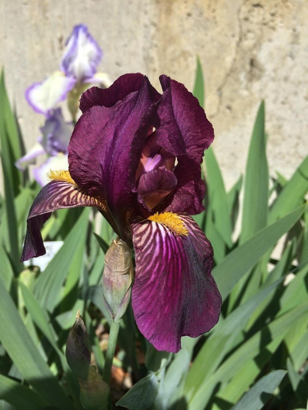 Photo of Intermediate Bearded Iris (Iris 'Red Orchid') uploaded by mommamiajacquie
