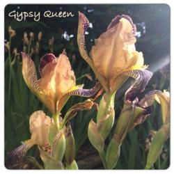 Location: Jacquie’s garden
Date: June 2017
I love Gypsy Queen!