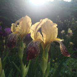 Location: Jacquie’s garden
Date: June 2017
If I could only have one iris Gypsy Queen is the one I’d choose