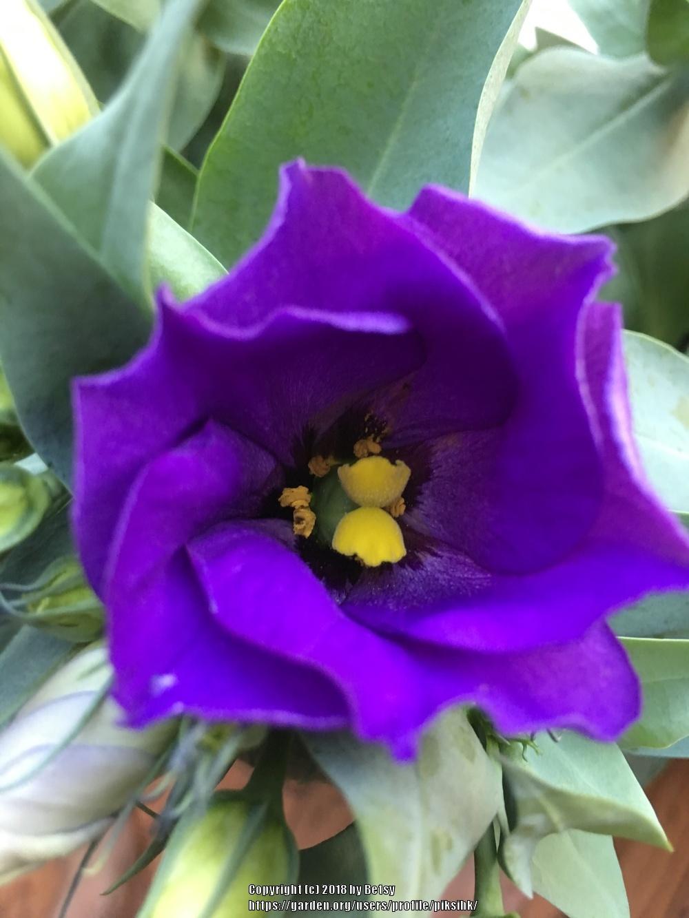 Photo of Texas Bluebell (Eustoma russellianum) uploaded by piksihk