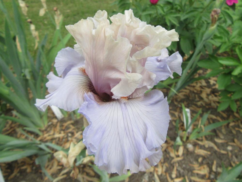 Photo of Tall Bearded Iris (Iris 'I Have This Dance') uploaded by tveguy3