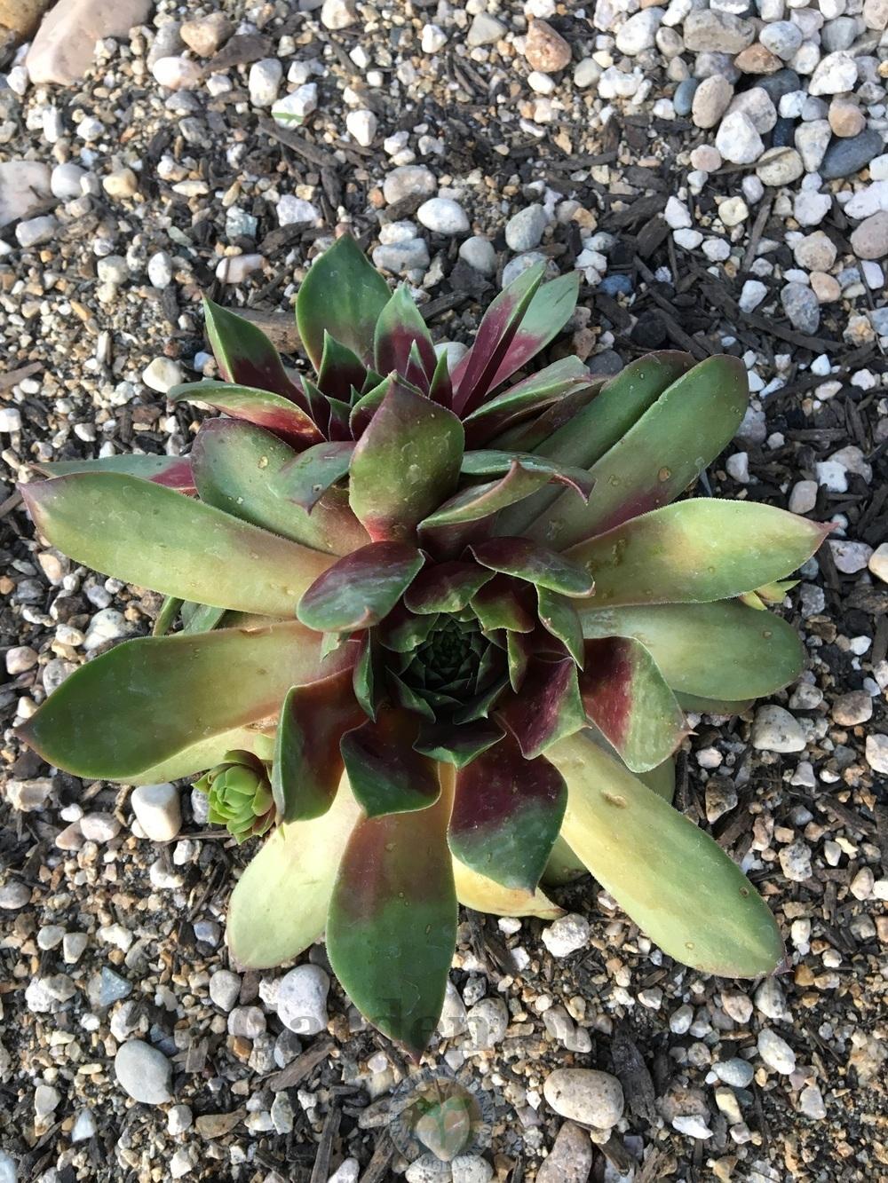 Photo of Hen and Chicks (Sempervivum 'Silver King') uploaded by BlueOddish