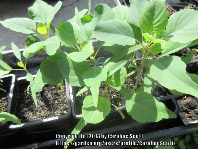 Photo of Papalo (Porophyllum coloratum) uploaded by CarolineScott