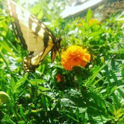 Location: Illinois
Date: 2018-06-06
This swallotail spent the afternoon feeding on the marigolds