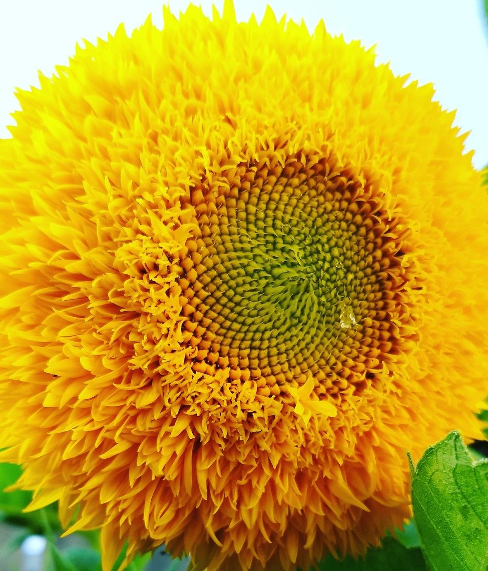 Photo of Dwarf Sunflower (Helianthus annuus 'Teddy Bear') uploaded by GardeningMama