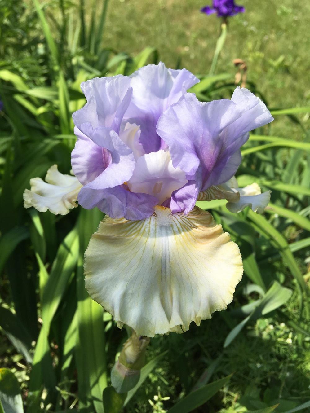 Photo of Tall Bearded Iris (Iris 'Party's Over') uploaded by Lbsmitty