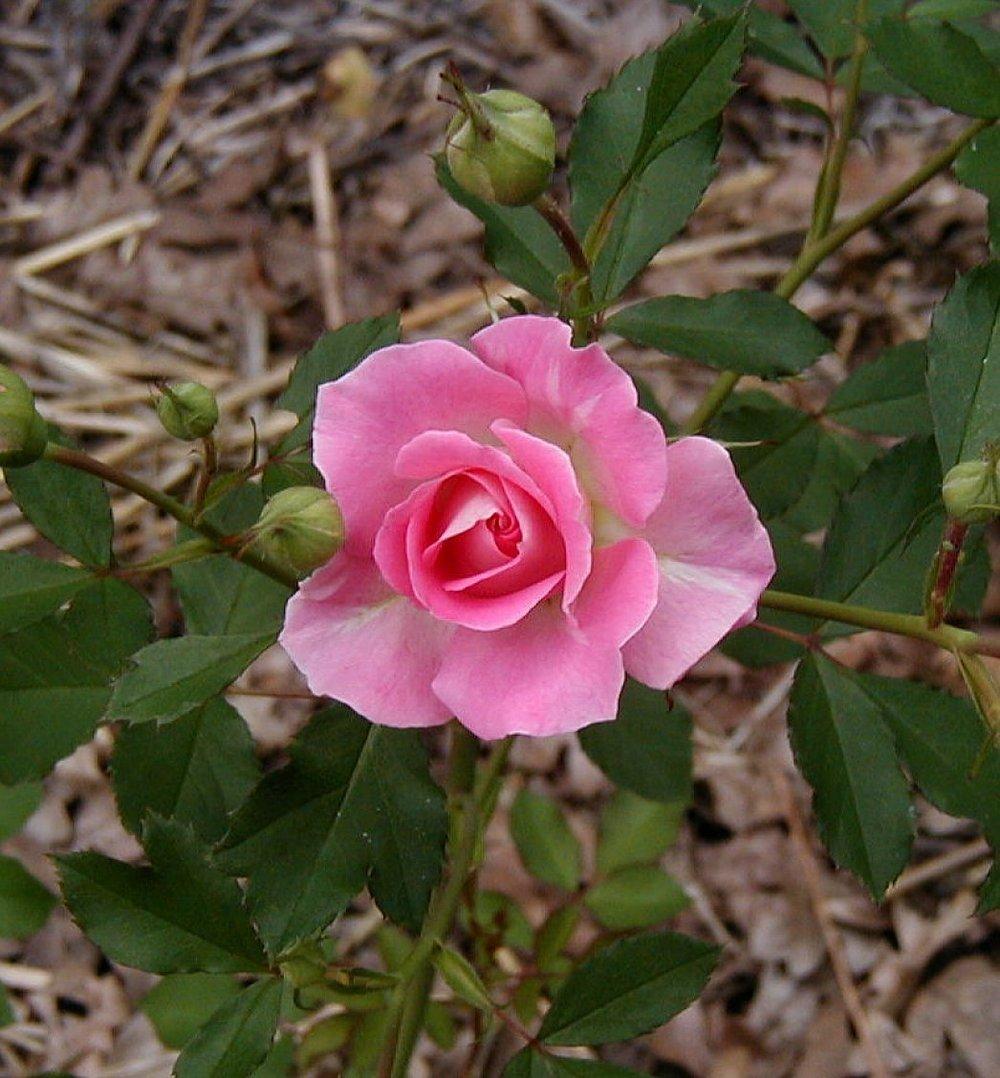 Photo of Rose (Rosa 'Porcelain Rose') uploaded by RoseBlush1