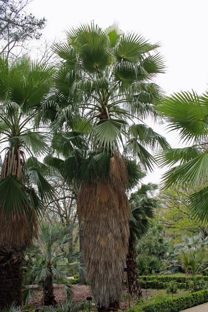 Photo of Mexican Fan Palm (Washingtonia robusta) uploaded by RuuddeBlock