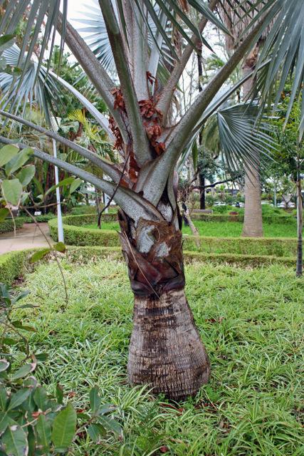 Photo of Bismarck Palm (Bismarckia nobilis) uploaded by RuuddeBlock