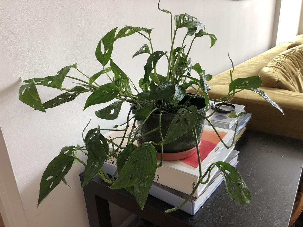 Photo of Swiss Cheese Philodendron (Monstera adansonii) uploaded by SleepyWhippet