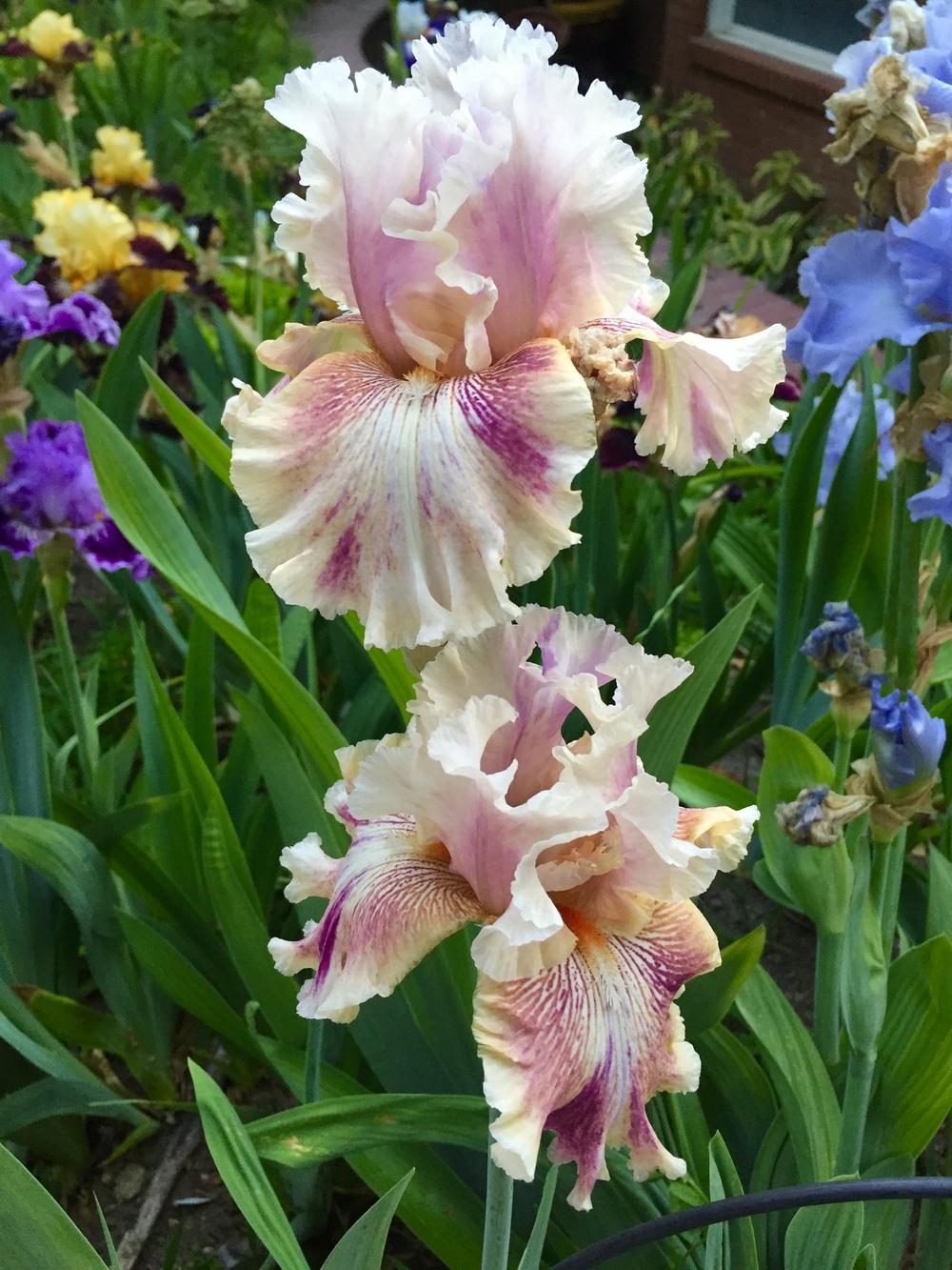 Photo of Tall Bearded Iris (Iris 'Die Laughing') uploaded by SpringGreenThumb