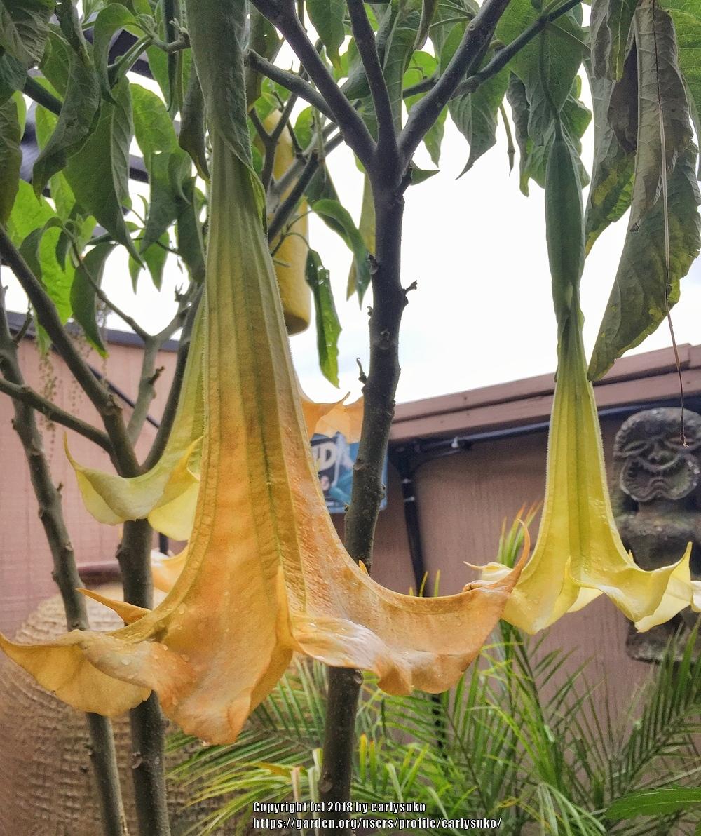 Photo of Angel's Trumpets (Brugmansia) uploaded by carlysuko