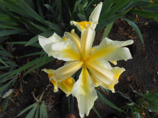Photo of Spuria Iris (Iris 'Shelford Giant') uploaded by crowrita1