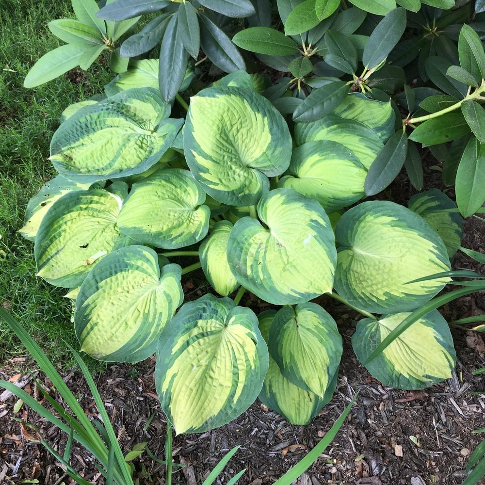 Photo of Hosta 'Great Expectations' uploaded by csandt