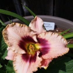 Location: My garden, Eagle Point, Oregon
Date: 2018-06-05
FFE Bloom