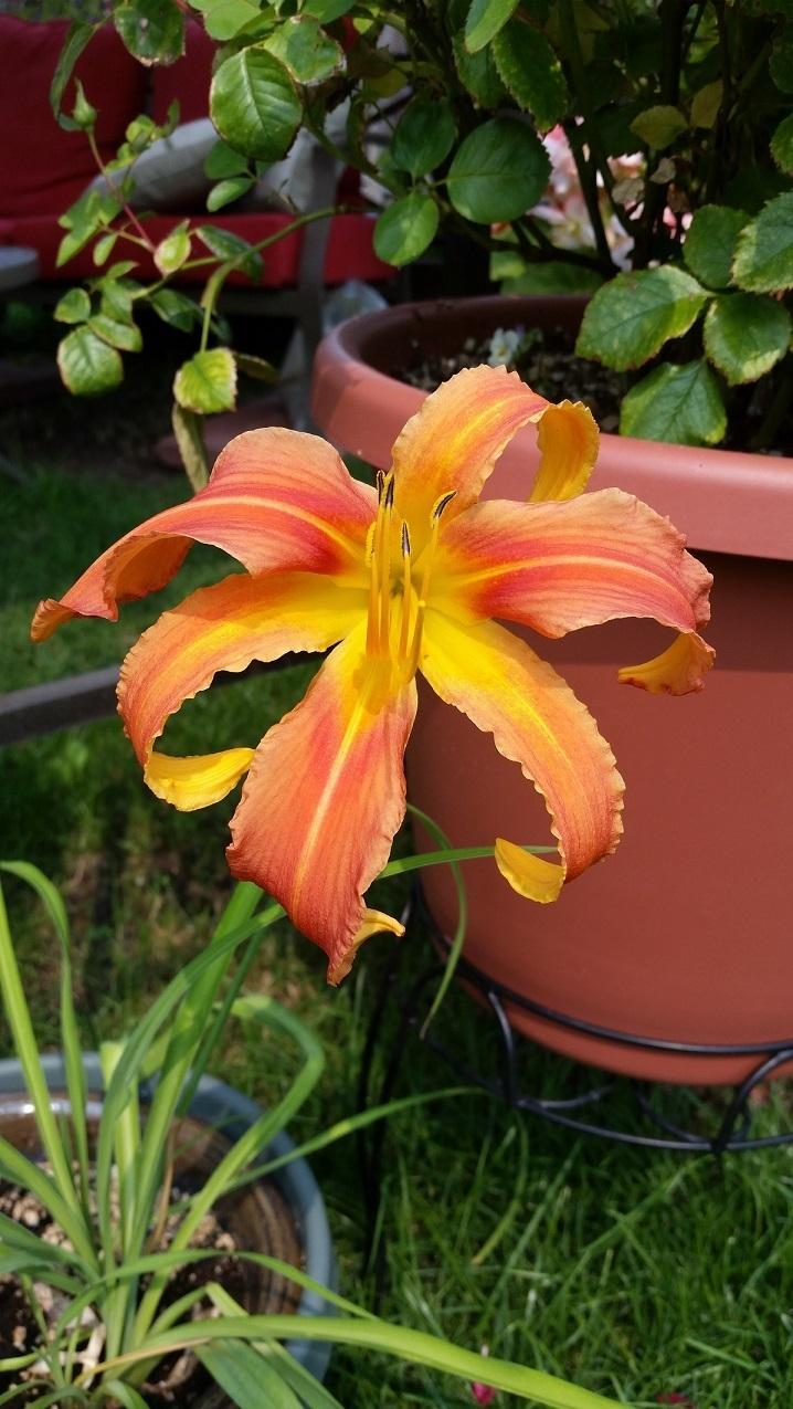 Photo of Daylily (Hemerocallis 'Chesapeake Crablegs') uploaded by flowerpower35