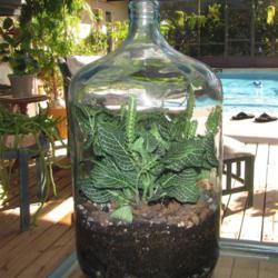Location: Daytona Beach, Florida
Date: 2010-11-11
Planted in a 5 gal glass water jug
