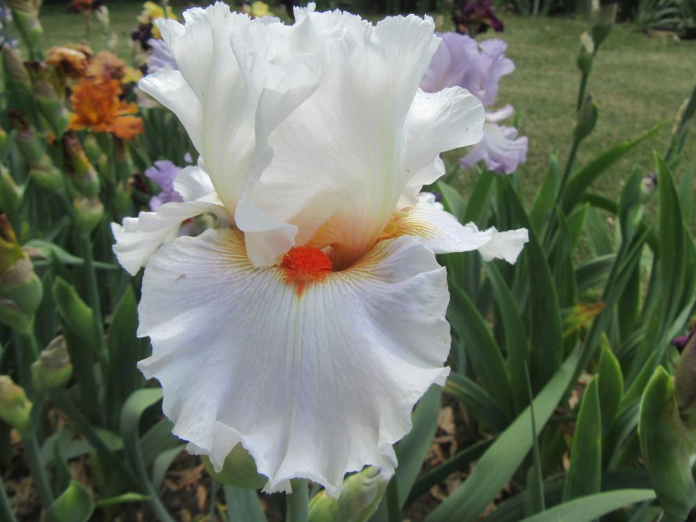 Photo of Tall Bearded Iris (Iris 'Kiss of Passion') uploaded by tveguy3