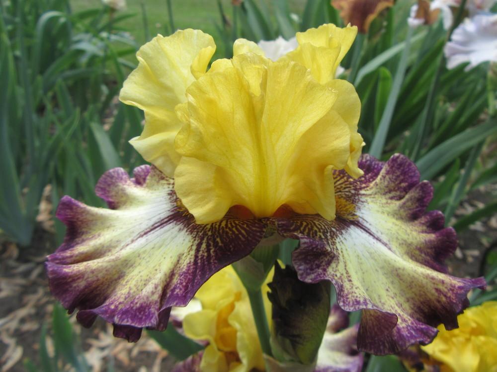 Photo of Tall Bearded Iris (Iris 'High Desert') uploaded by tveguy3