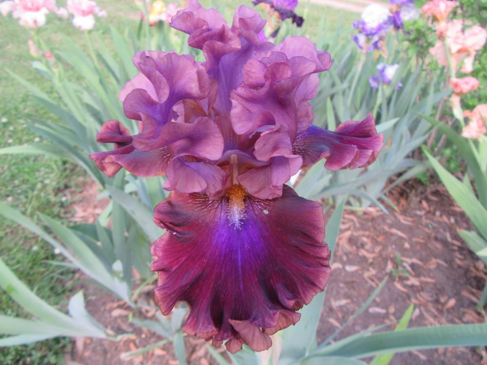 Photo of Tall Bearded Iris (Iris 'Electric Candy') uploaded by tveguy3