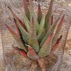 Location: Baja California
Date: 2018-06-05
Aloe africana x marlothii