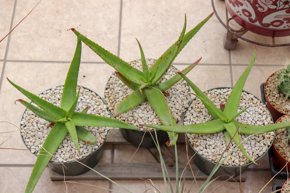 Photo of Aloes (Aloe) uploaded by Baja_Costero