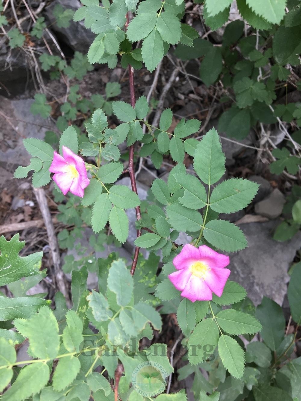 Photo of Nootka Rose (Rosa nutkana) uploaded by BlueOddish