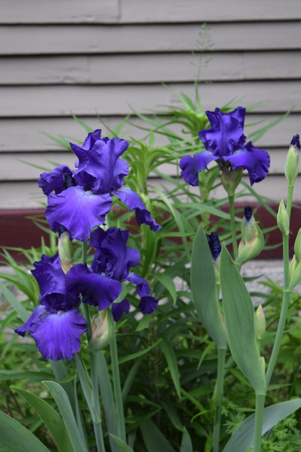 Photo of Tall Bearded Iris (Iris 'Stellar Lights') uploaded by Dachsylady86