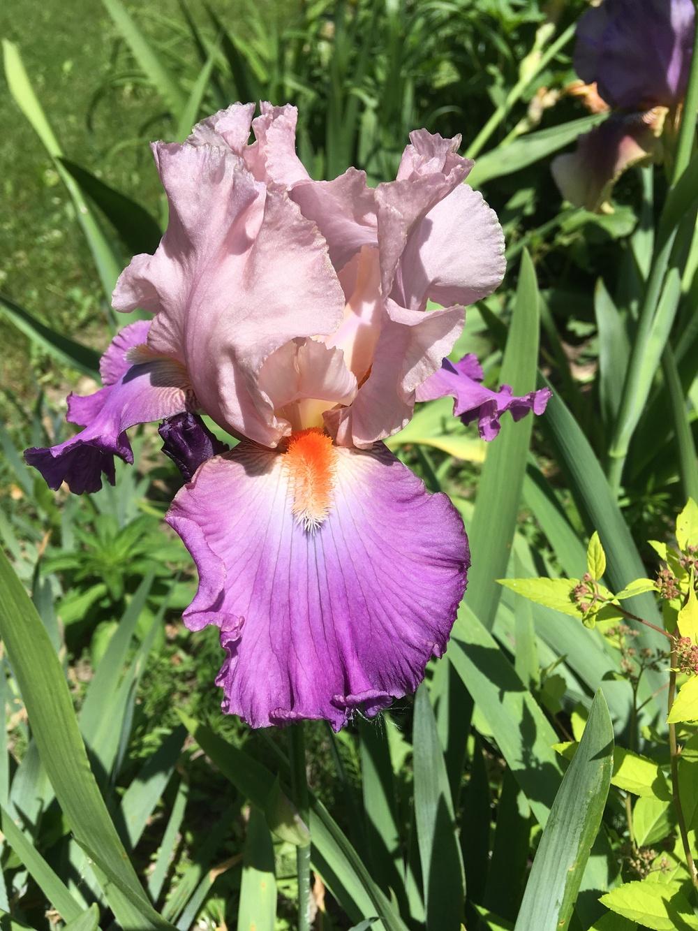 Photo of Tall Bearded Iris (Iris 'Dutchman's Dream') uploaded by Lbsmitty