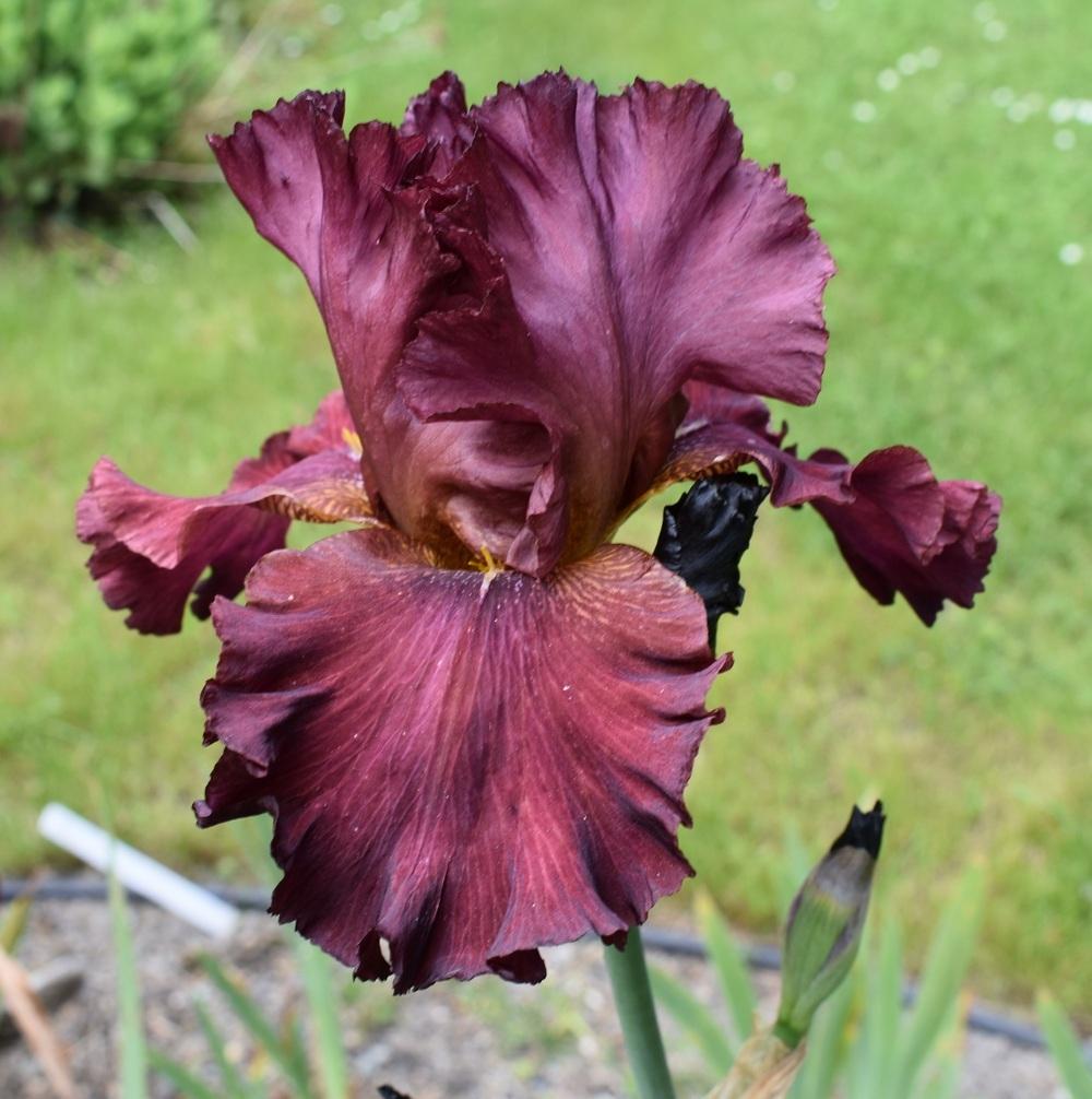 Photo of Tall Bearded Iris (Iris 'Red Lace Petticoat') uploaded by SherriRaye