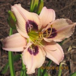 Location: My 6b garden
Date: 2018-06-08
From Northern Lights Daylilies. New for 2018. Gorgeous!