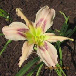 Location: My 6b garden
Date: 2018-06-08
New for 2018. From Northern Lights Daylilies.