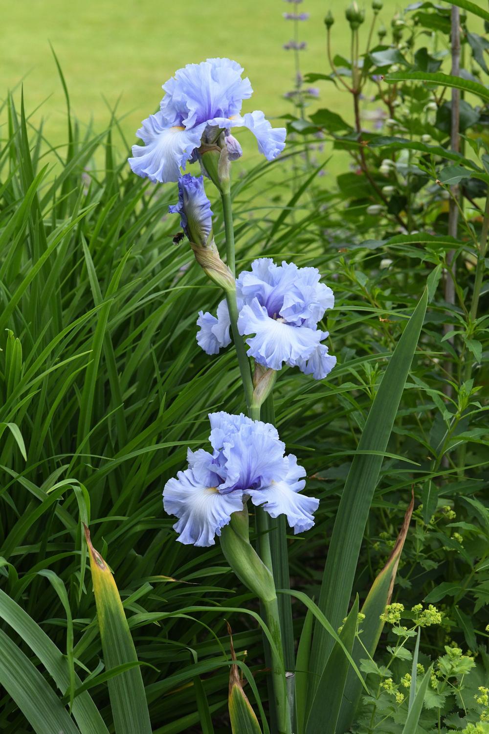 Photo of Tall Bearded Iris (Iris 'Moment To Savour') uploaded by cliftoncat