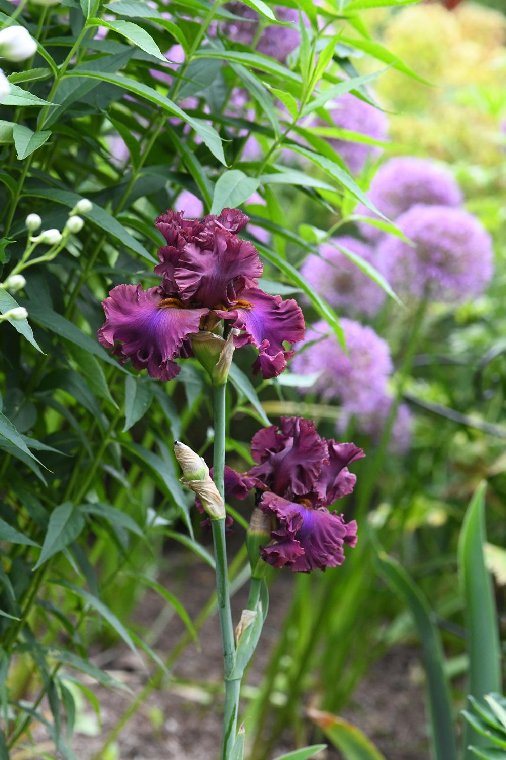 Photo of Tall Bearded Iris (Iris 'Dash of Burgundy') uploaded by cliftoncat