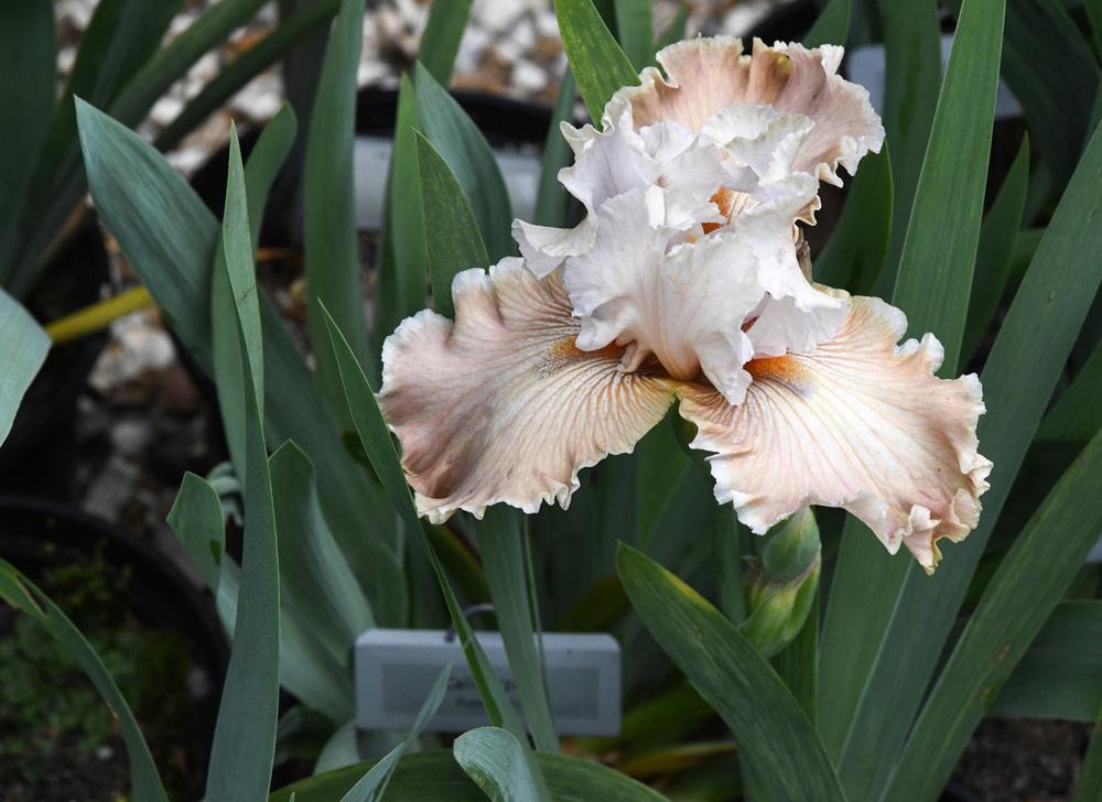 Photo of Tall Bearded Iris (Iris 'Debbpitt') uploaded by cliftoncat