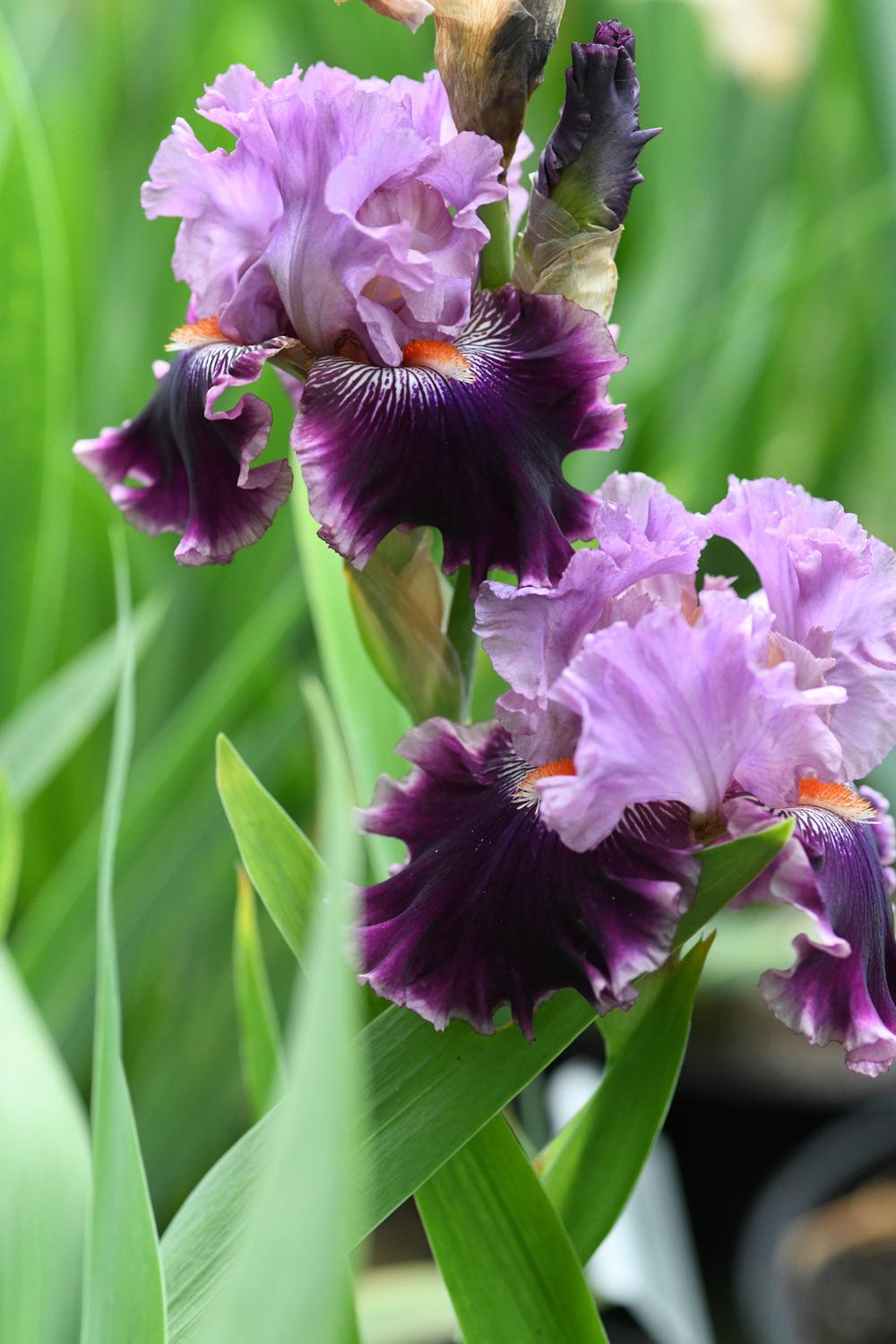 Photo of Tall Bearded Iris (Iris 'Hazelbrae') uploaded by cliftoncat