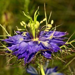 Location: Botanical Gardens of the State of Georgia...Athens, Ga
Date: 2018-06-07
Love In A Mist 015