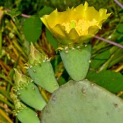 Location: Botanical Gardens of the State of Georgia...Athens, Ga
Date: 2018-06-07
Spineless Prickly Pear Blossom 001