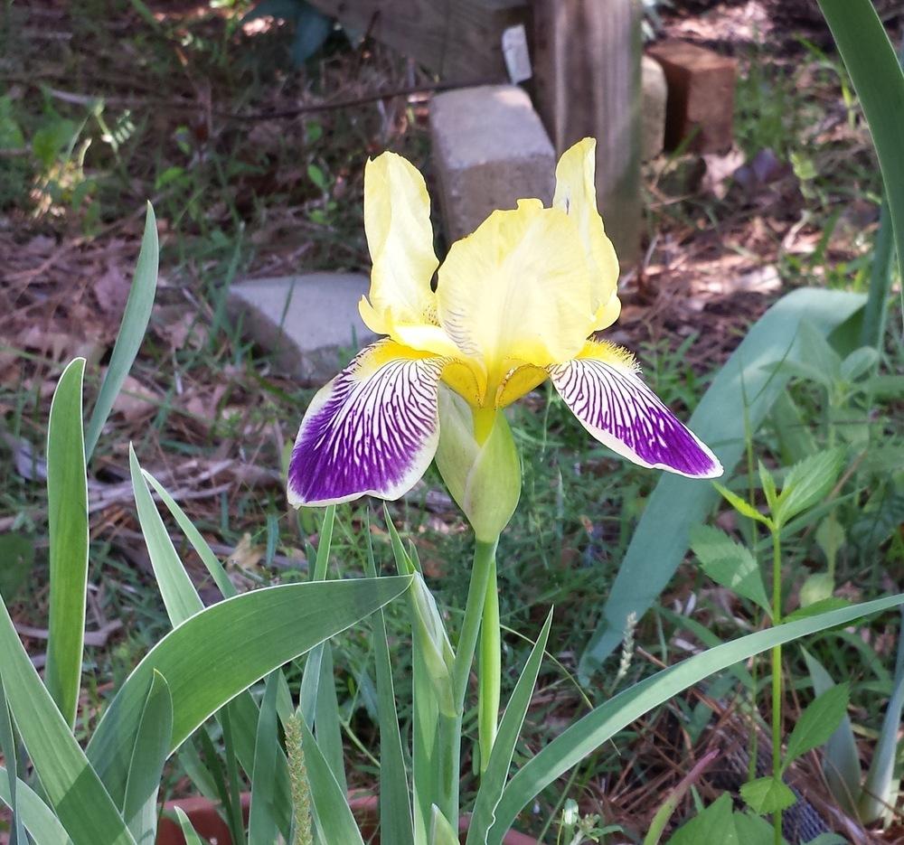 Photo of Intermediate Bearded Iris (Iris 'Loreley') uploaded by sallysmom