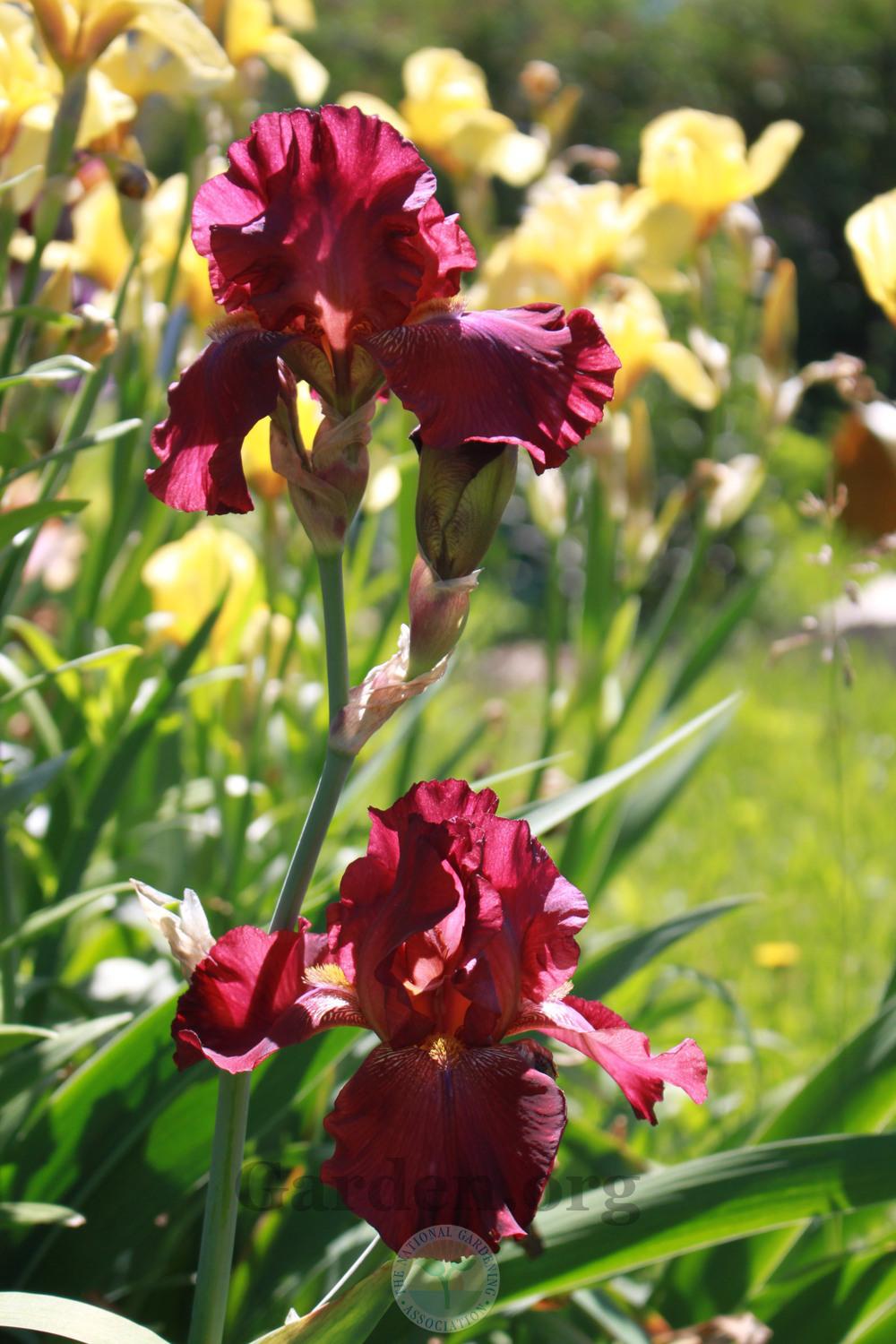 Photo of Tall Bearded Iris (Iris 'Lady Friend') uploaded by sgardener