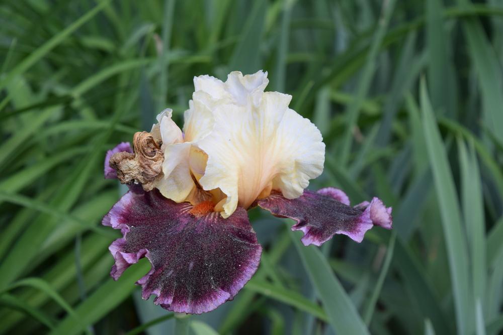 Photo of Tall Bearded Iris (Iris 'Raspberry Swirl') uploaded by Dachsylady86