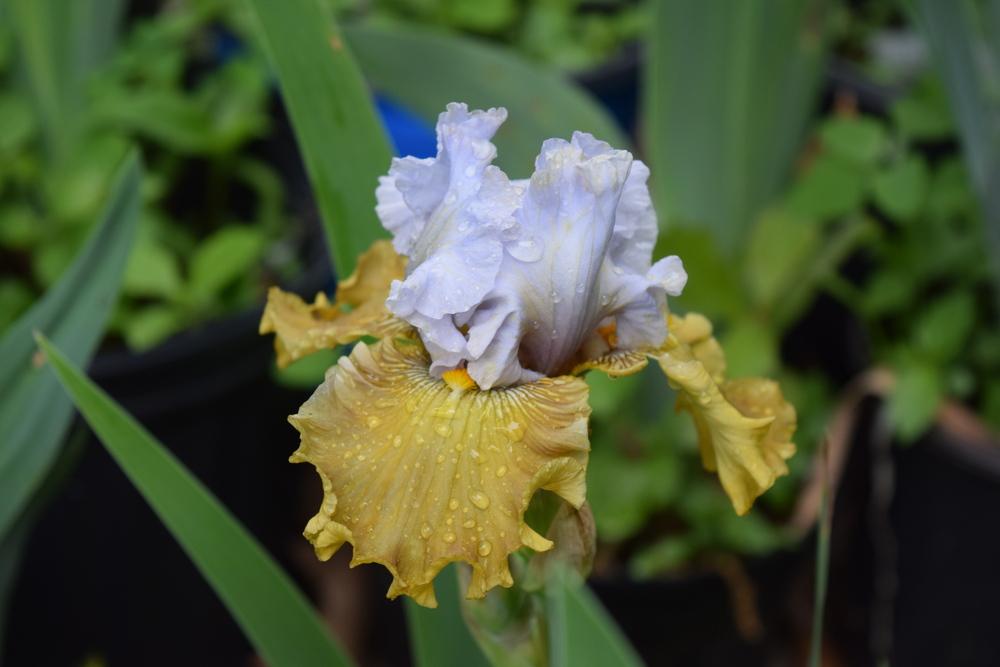 Photo of Tall Bearded Iris (Iris 'Olive Windows') uploaded by Dachsylady86