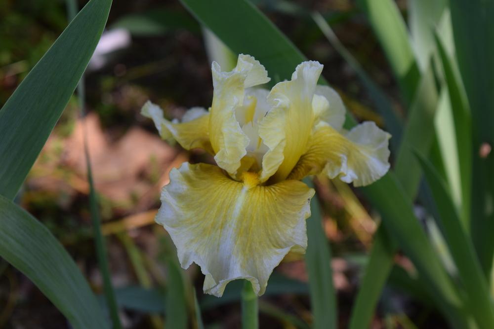 Photo of Tall Bearded Iris (Iris 'Angry Moon') uploaded by Dachsylady86
