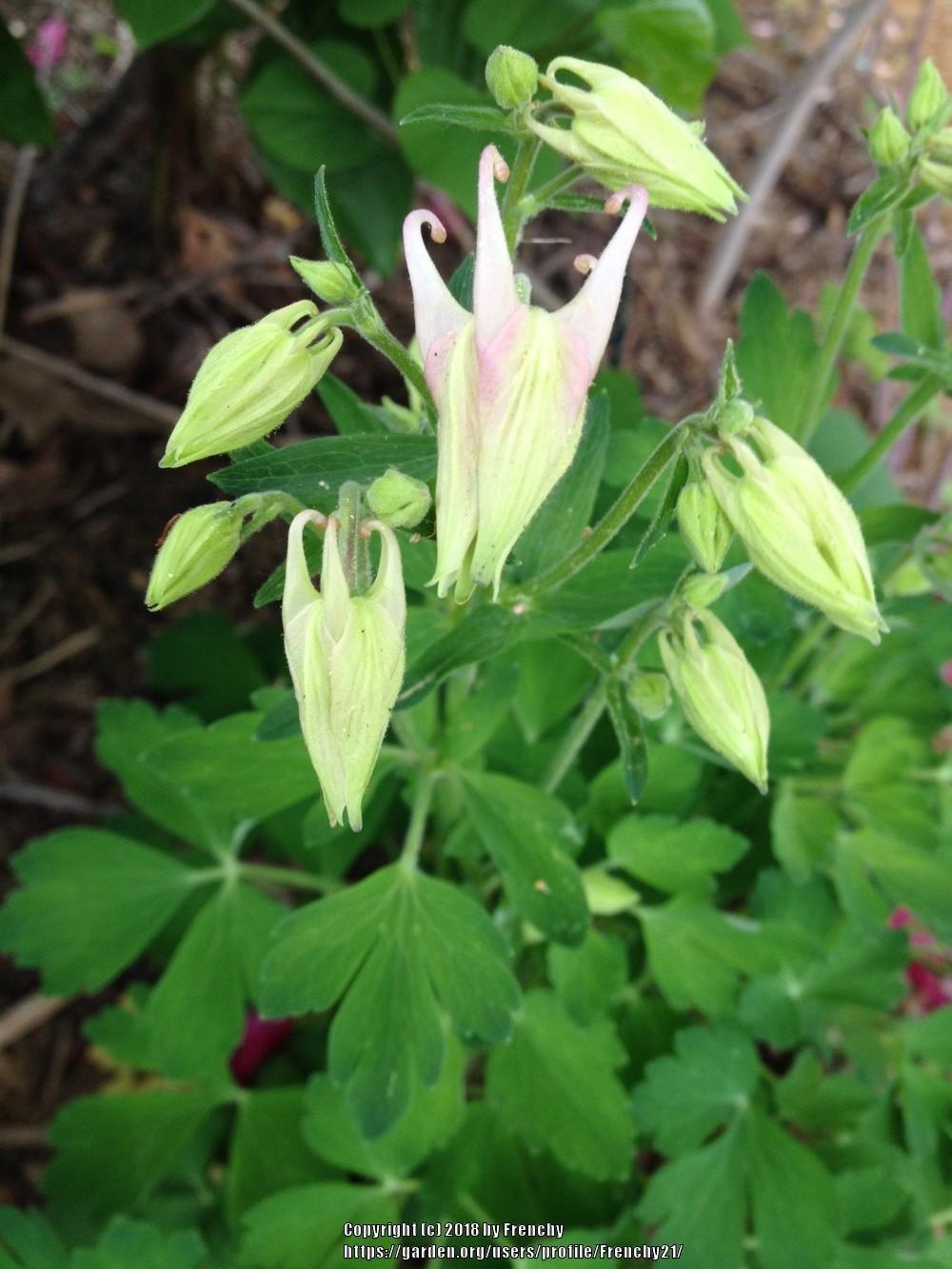 Photo of Columbines (Aquilegia) uploaded by Frenchy21