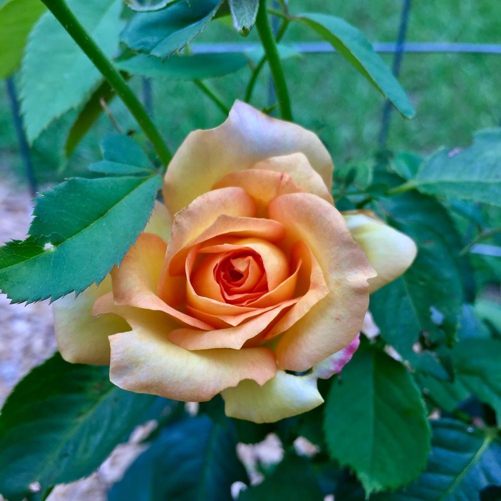 Photo of Rose (Rosa 'Gold Medal') uploaded by GaNinFl